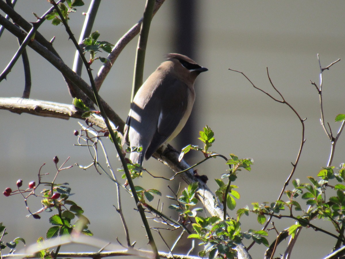 Cedar Waxwing - ML551500701