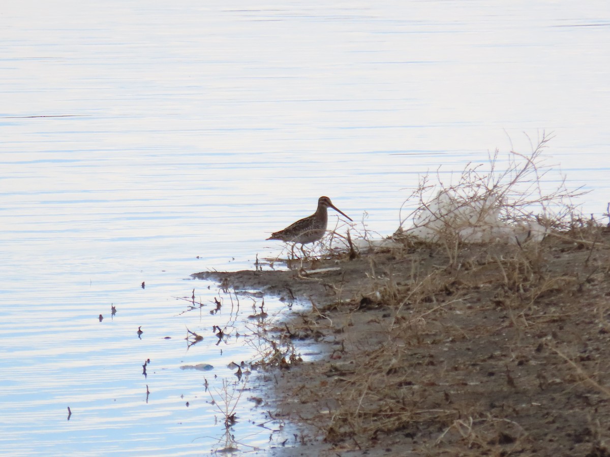 Wilson's Snipe - ML551501281