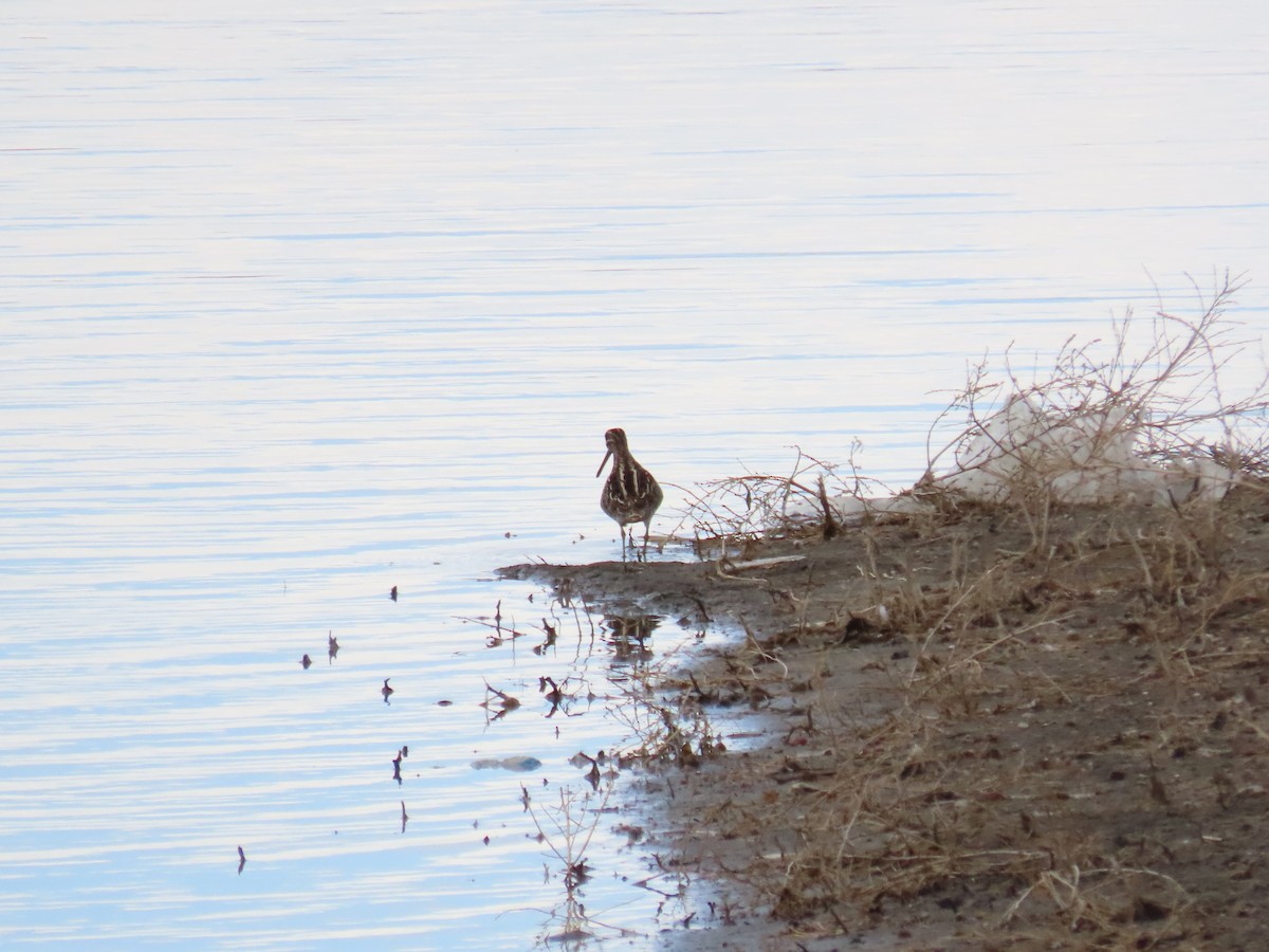 Wilson's Snipe - ML551501391