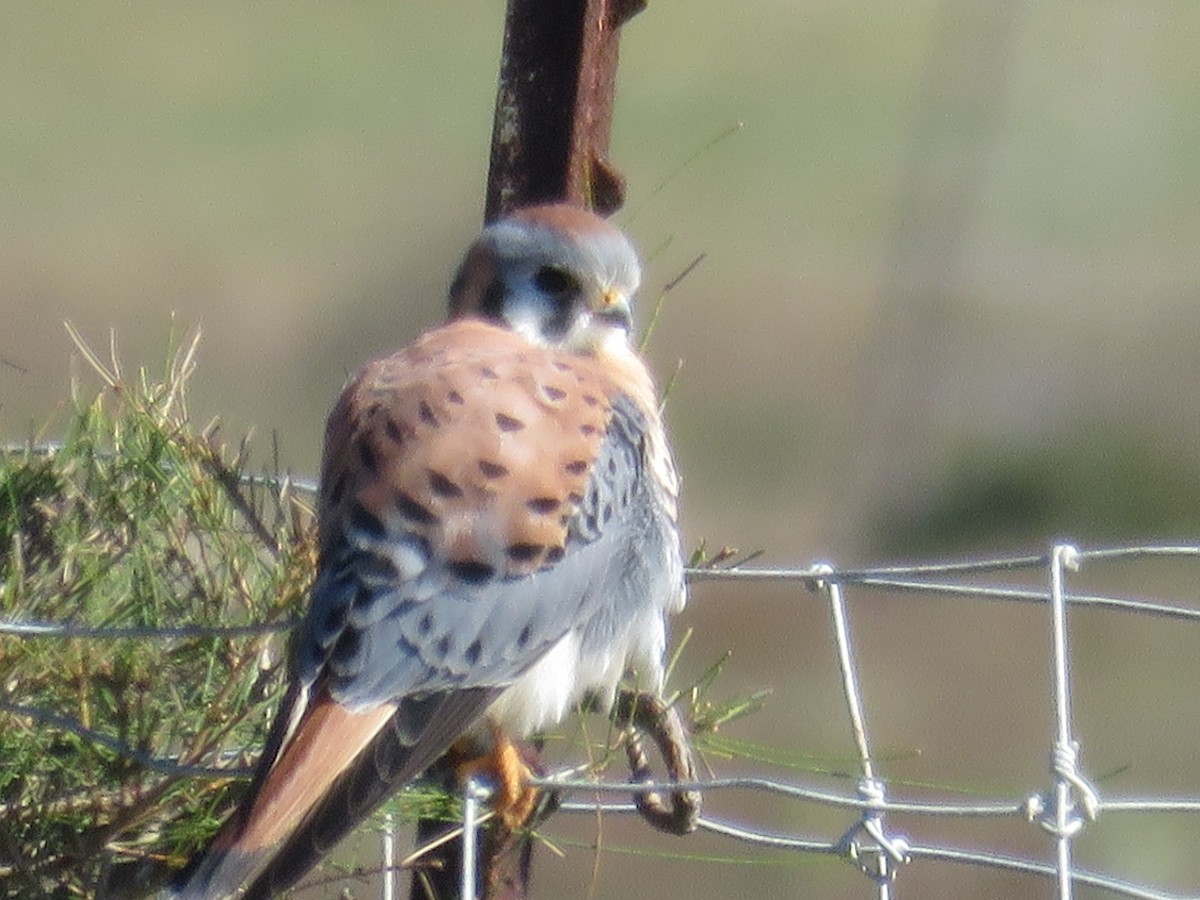 American Kestrel - ML551501591
