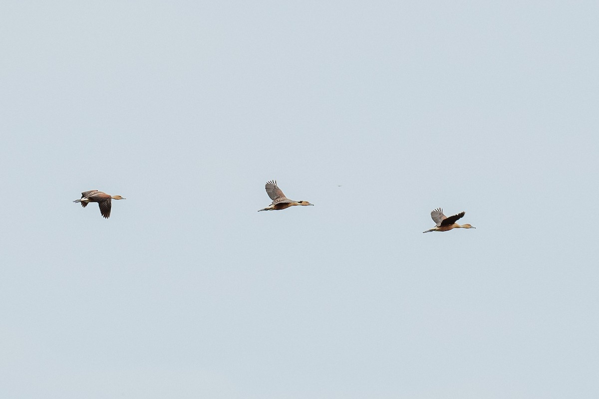 Fulvous Whistling-Duck - ML551501691