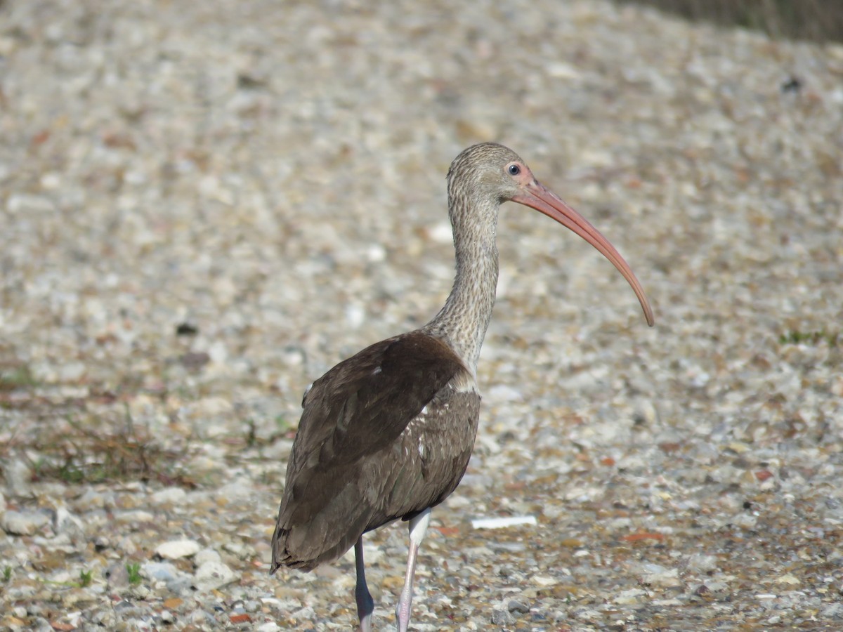 White Ibis - ML551502621