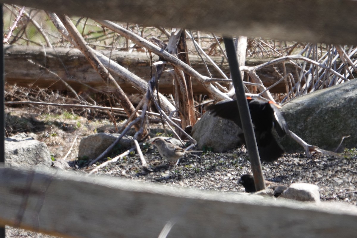 White-crowned Sparrow - ML551502831