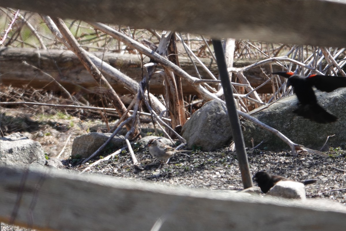 White-crowned Sparrow - ML551502841