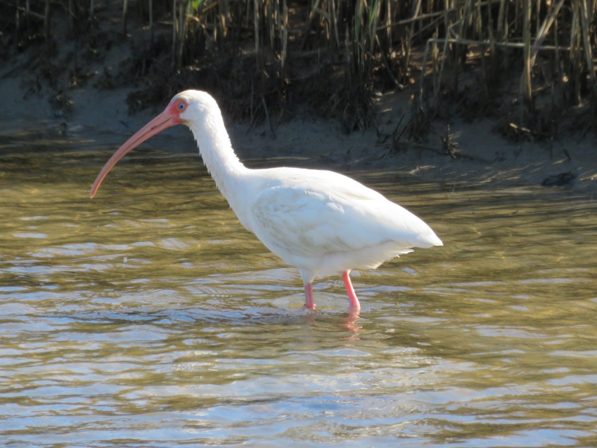 White Ibis - ML551502901