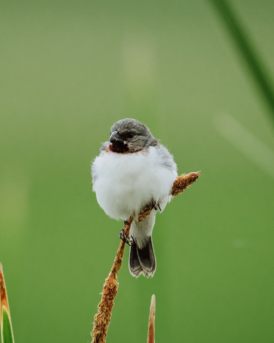 Chestnut-throated Seedeater - Renato David Rojas Cánova