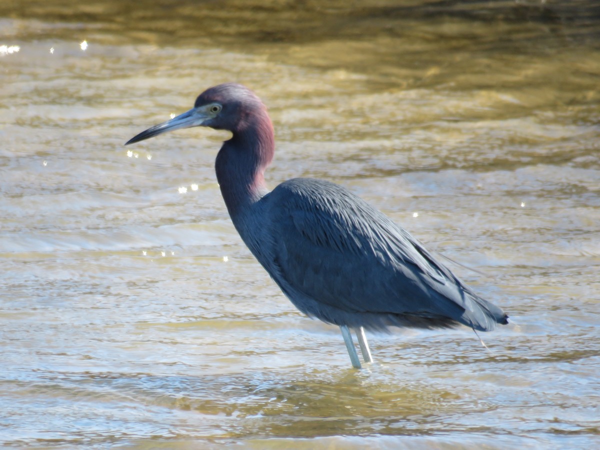 Little Blue Heron - ML551503671
