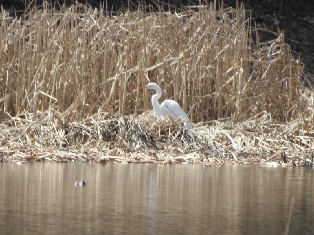 Great Egret - ML551503801