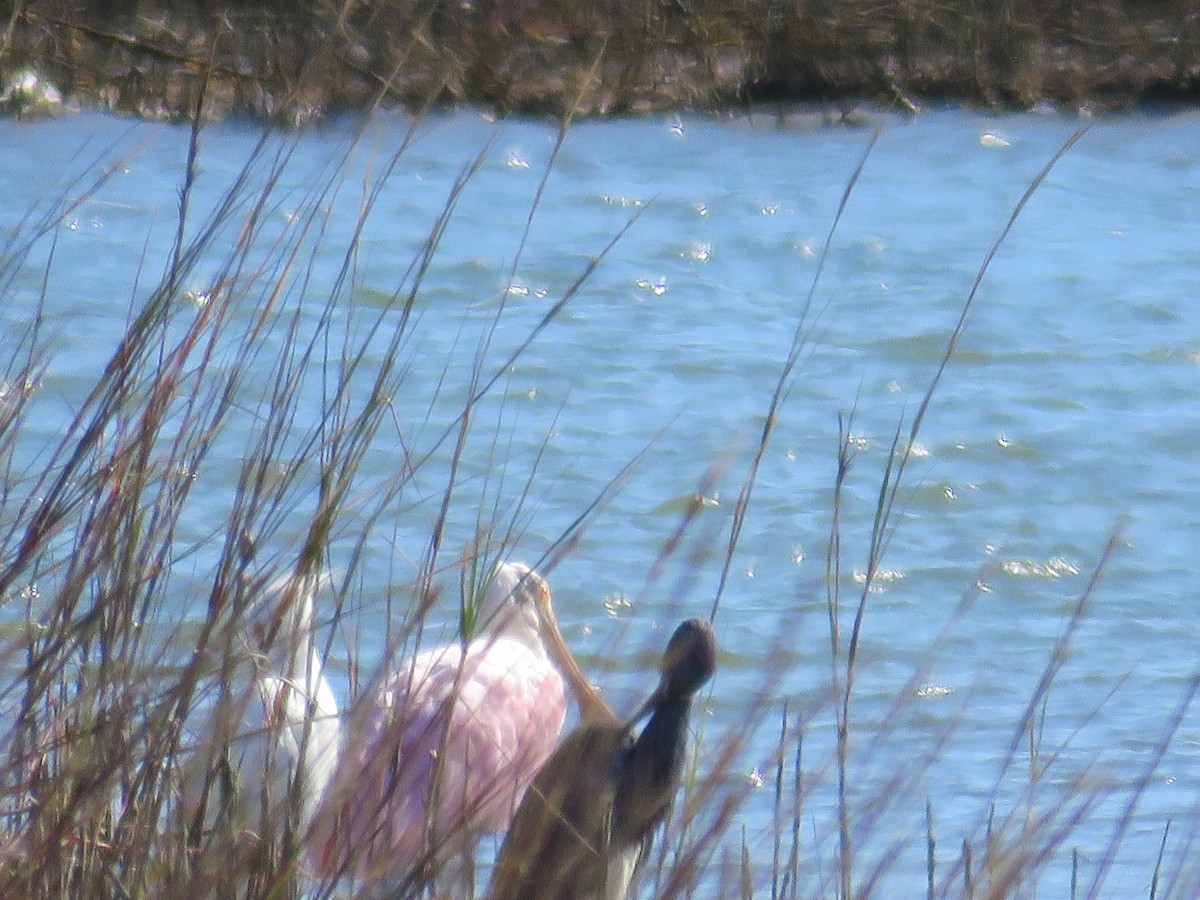 Roseate Spoonbill - ML551503811