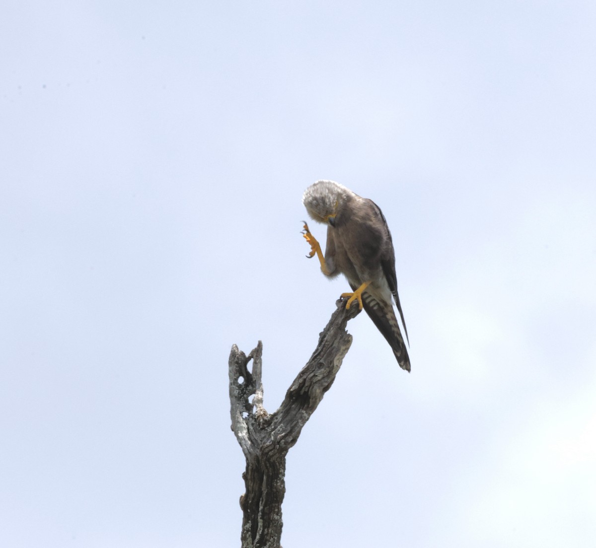 Dickinson's Kestrel - ML551503881