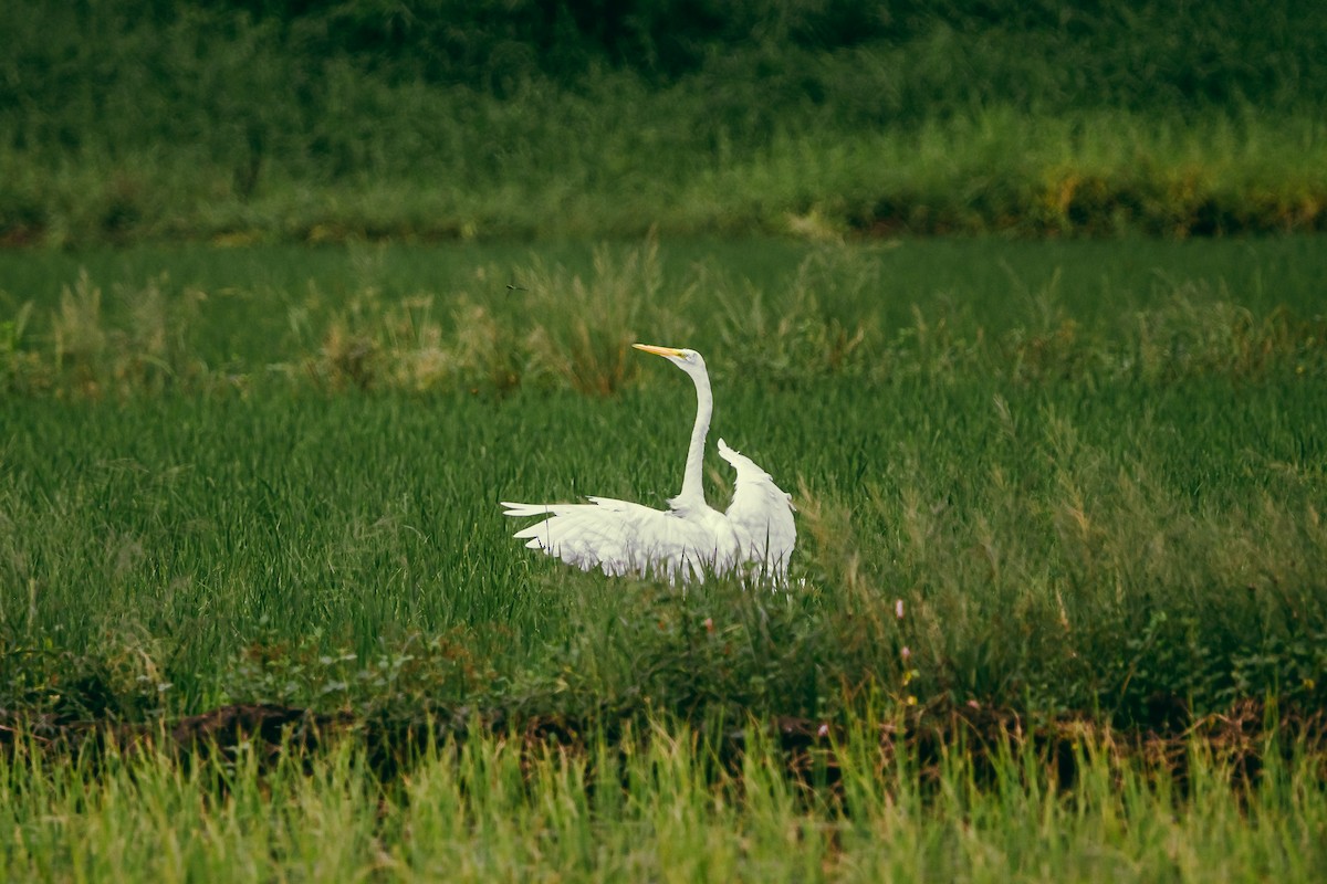 Grande Aigrette - ML551504611