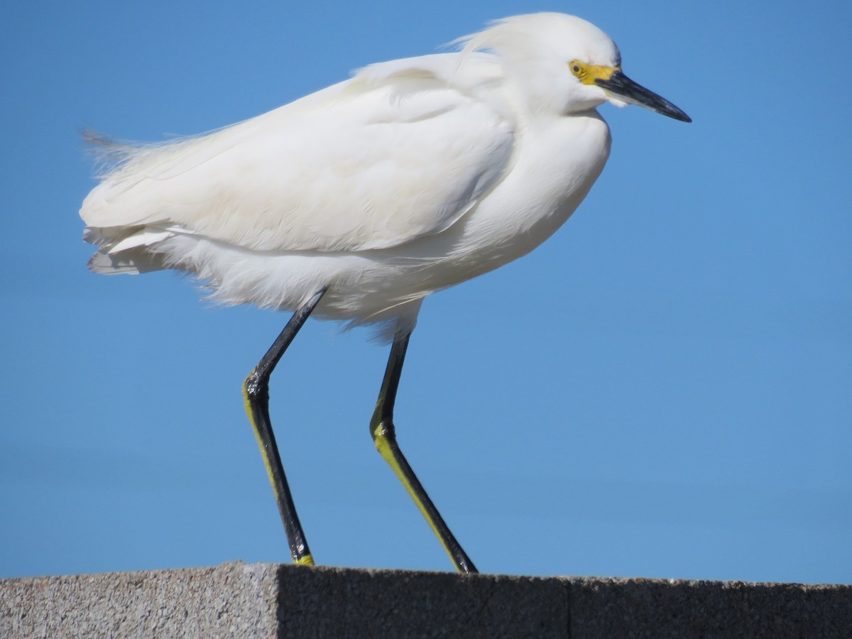 Snowy Egret - ML551505081