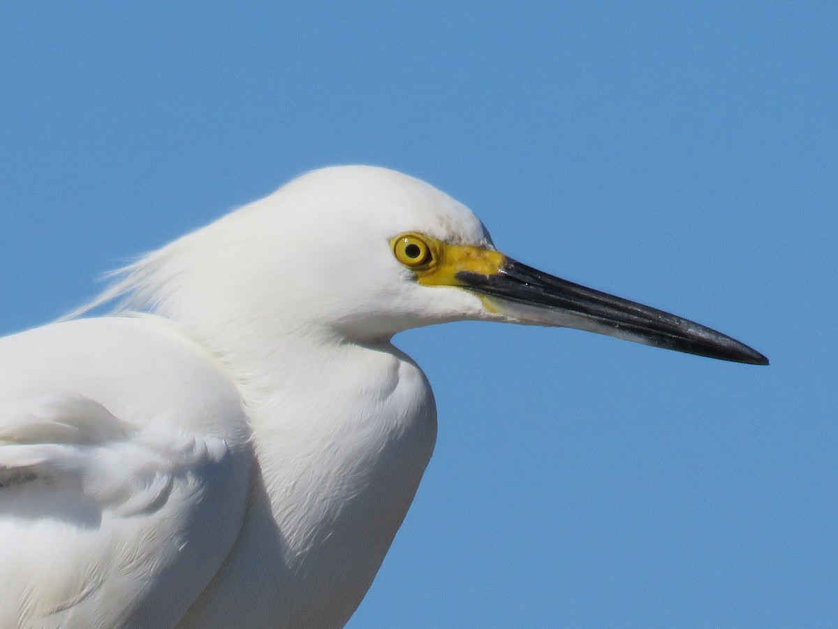 Snowy Egret - ML551505221