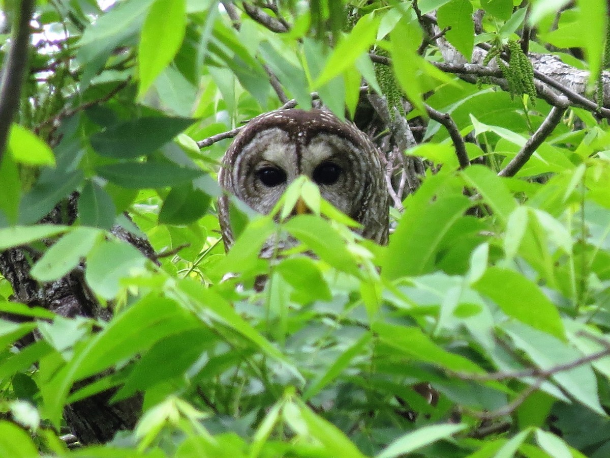 Barred Owl - ML55150531