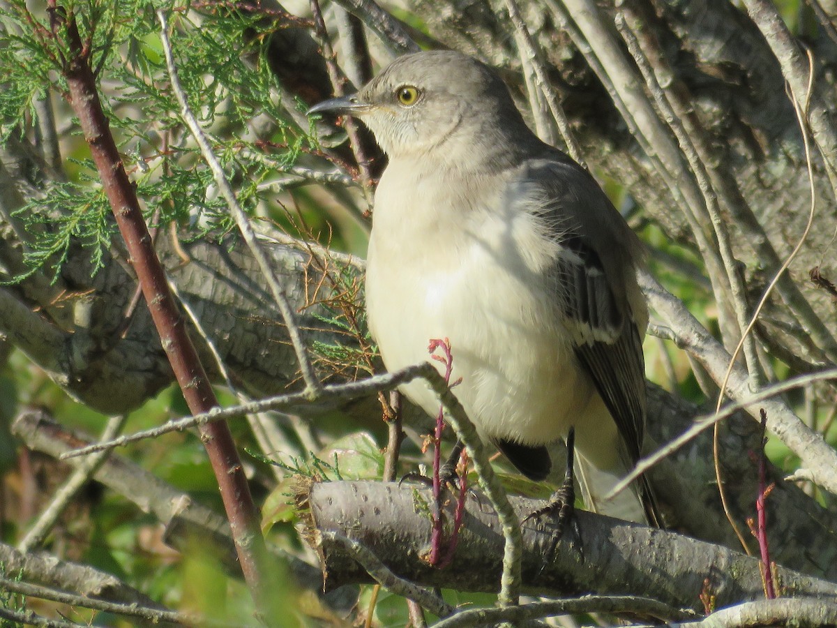Northern Mockingbird - ML551505431