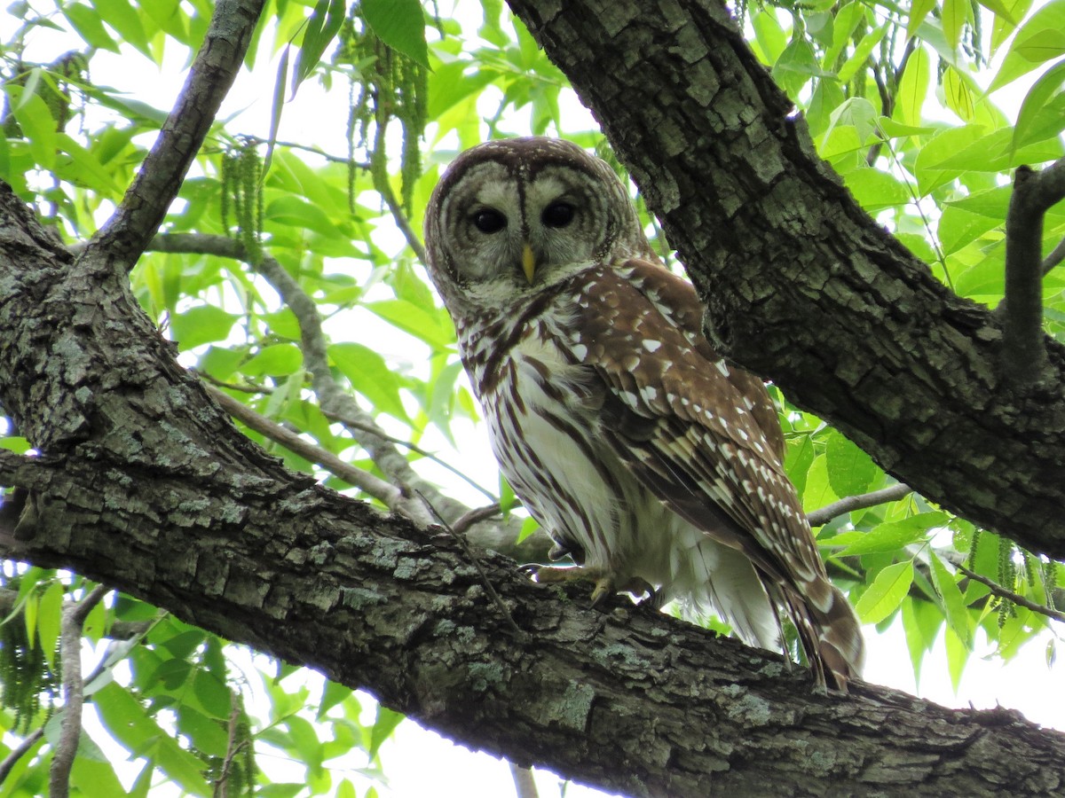 Barred Owl - ML55150551