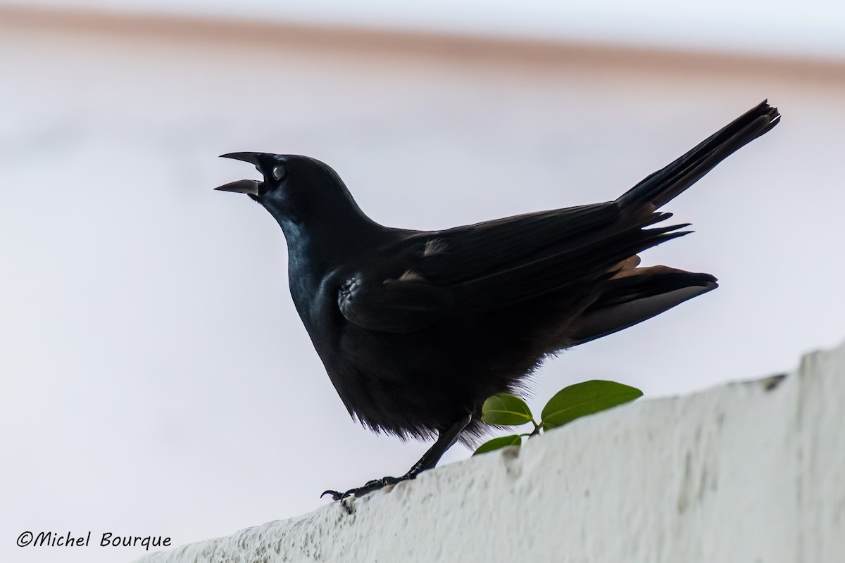 Cuban Blackbird - ML551505591