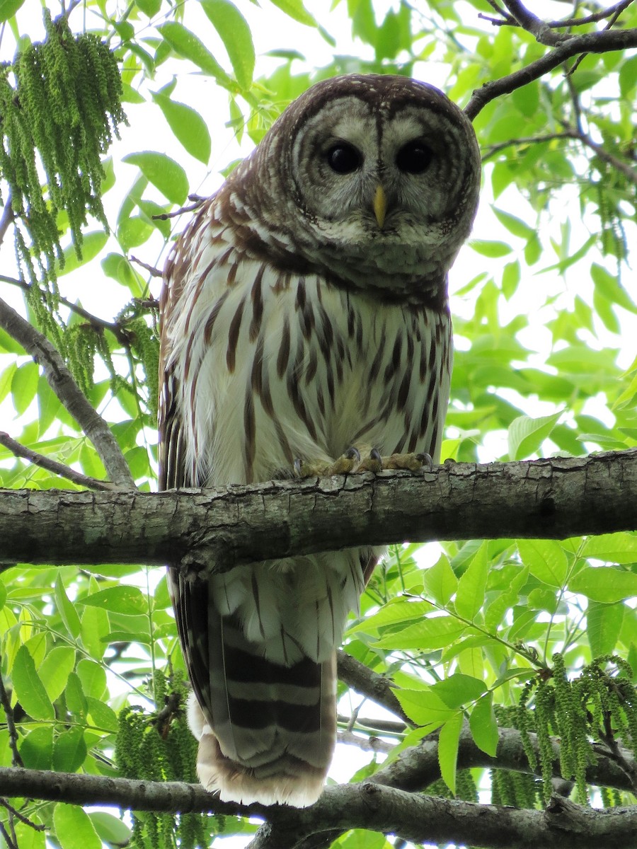 Barred Owl - ML55150571