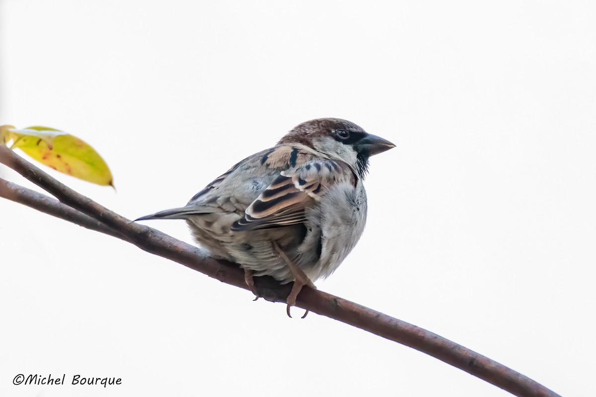 House Sparrow - ML551507721