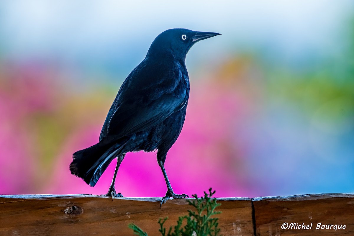 Greater Antillean Grackle - ML551507971