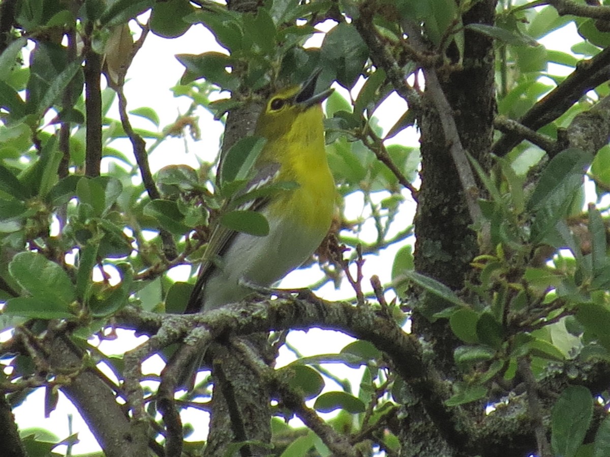 Yellow-throated Vireo - ML55150911