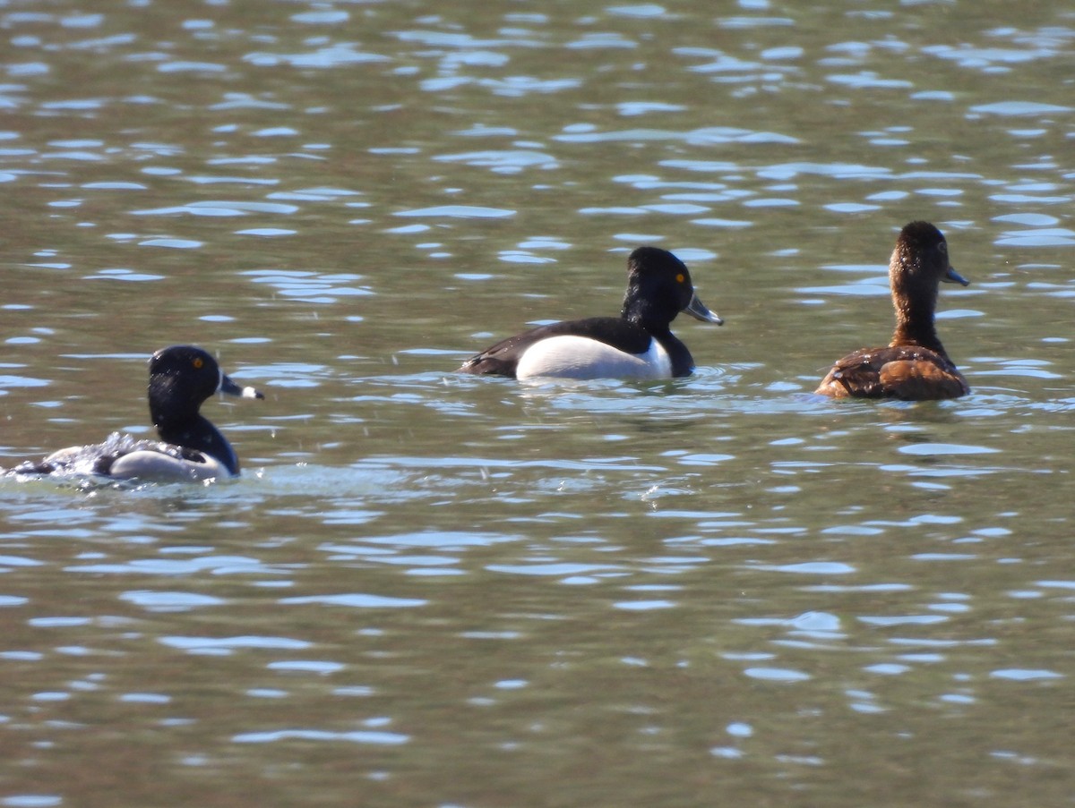 Ring-necked Duck - ML551509911