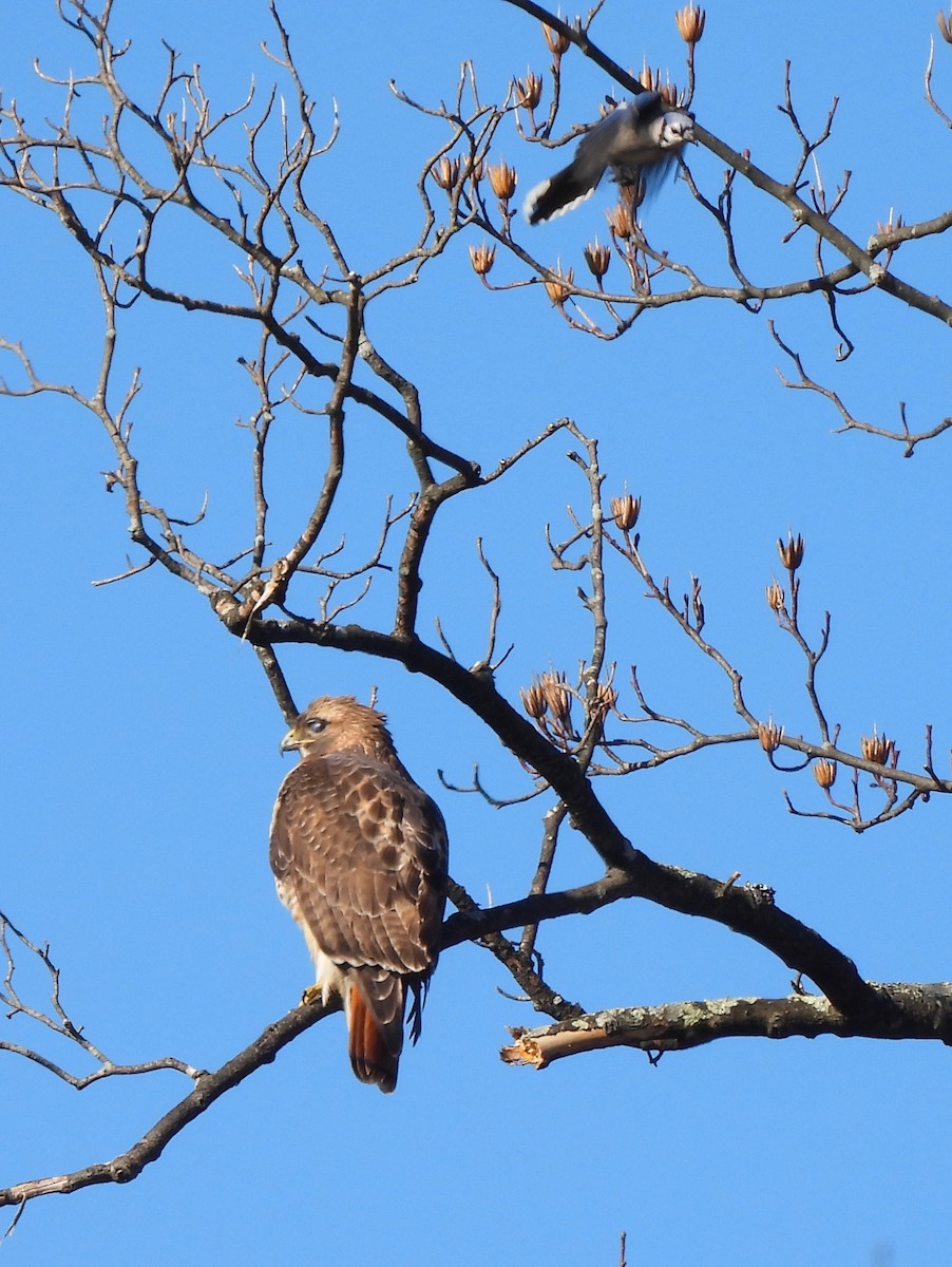 Red-tailed Hawk - ML551510051