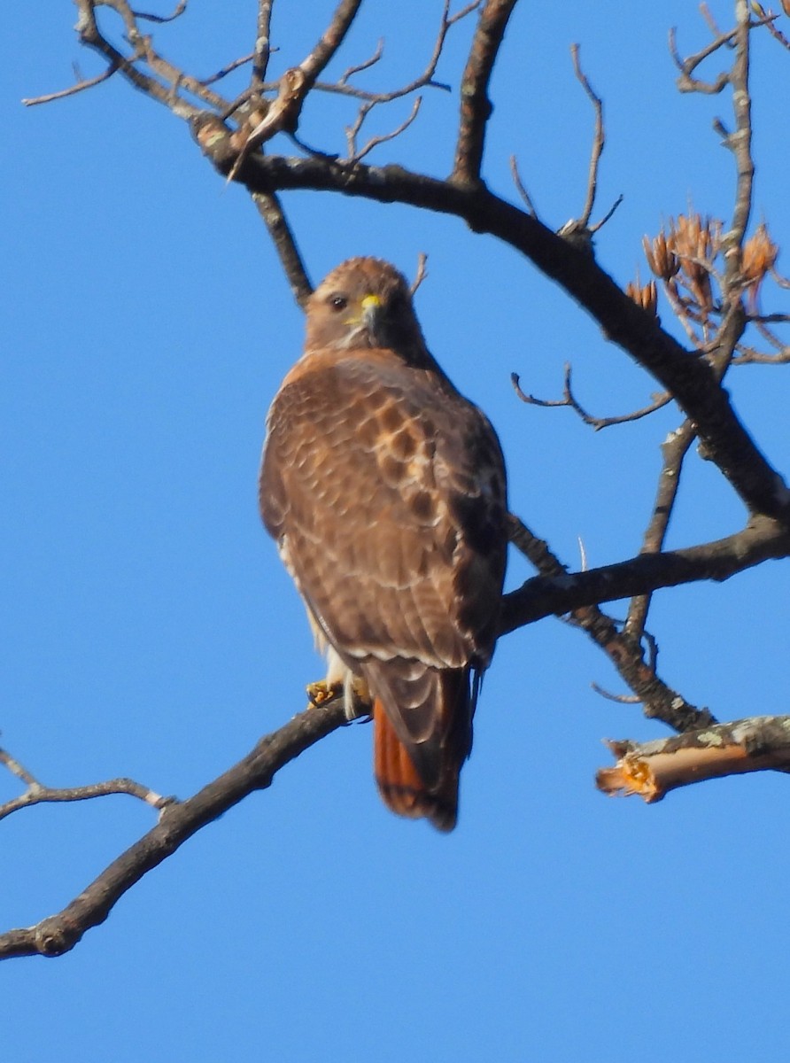 Red-tailed Hawk - ML551510061