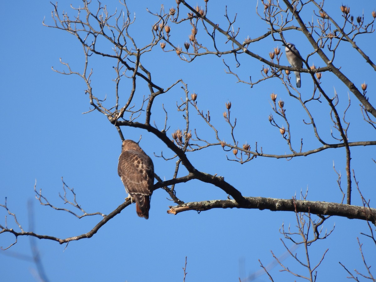 Red-tailed Hawk - ML551510071