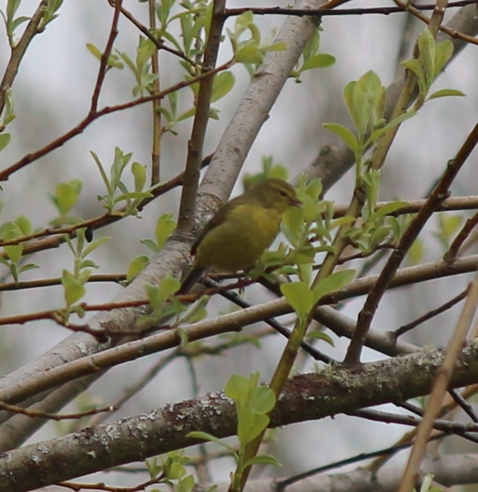 Orange-crowned Warbler - ML55151061