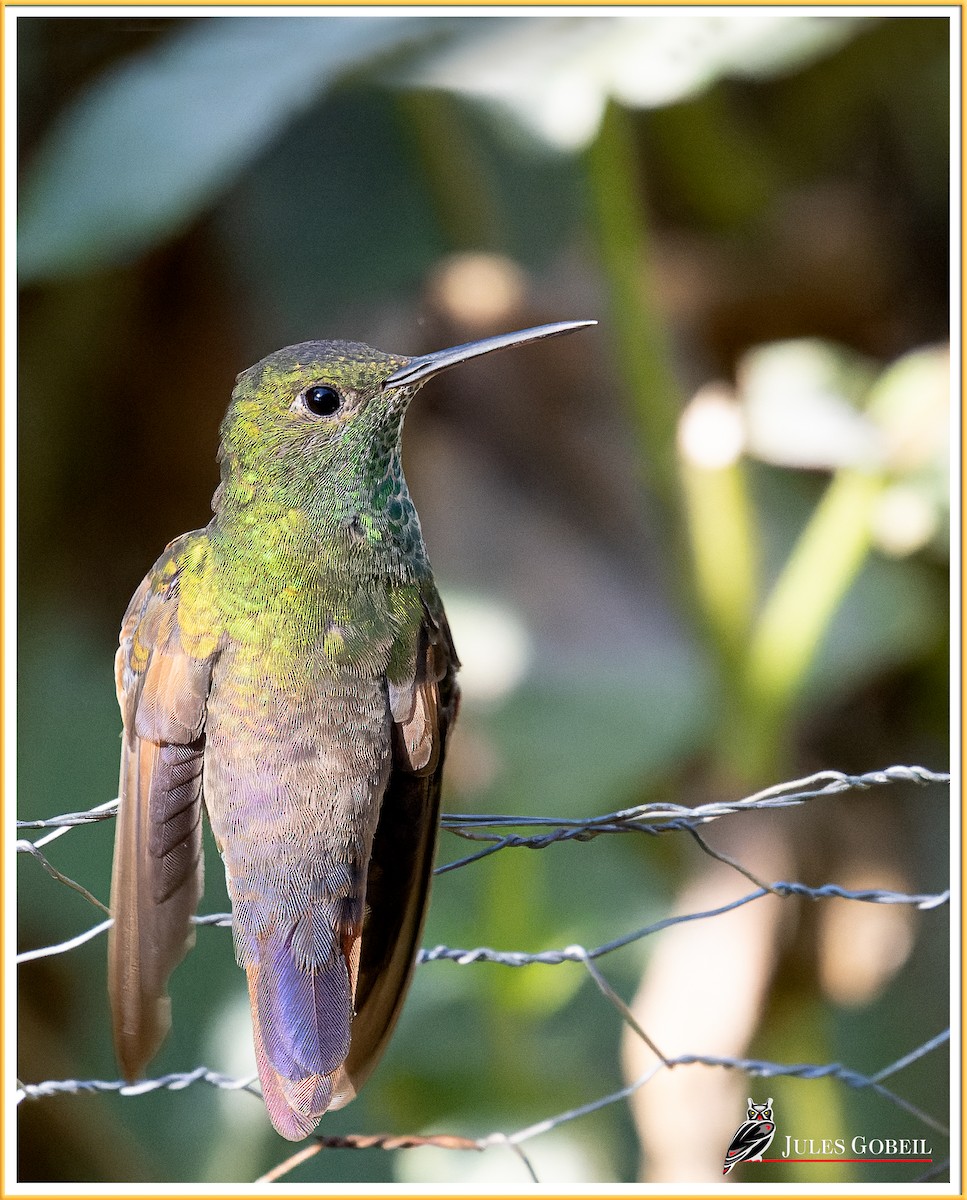 kolibřík mexický - ML551511151