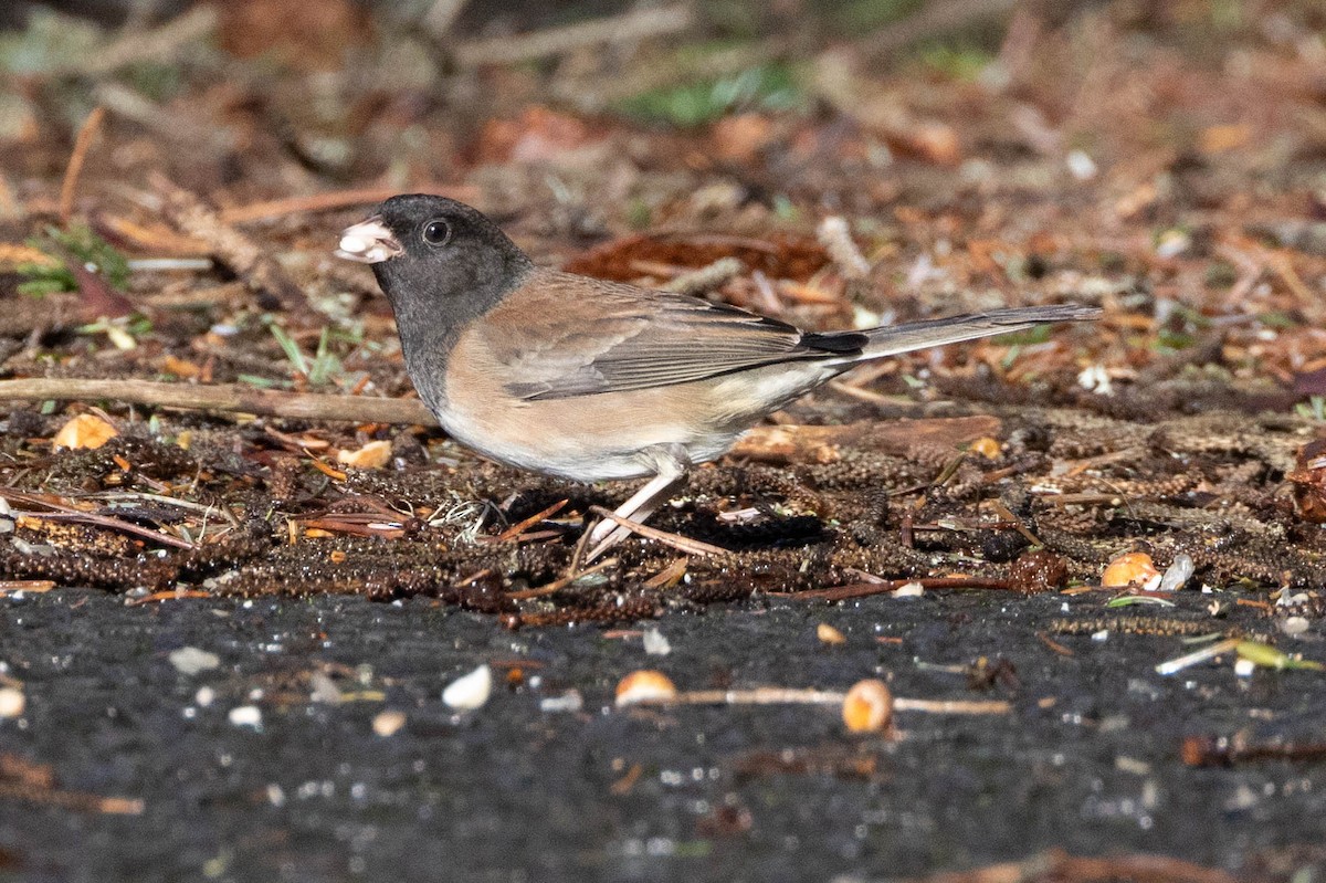 Dark-eyed Junco (Oregon) - ML551511301