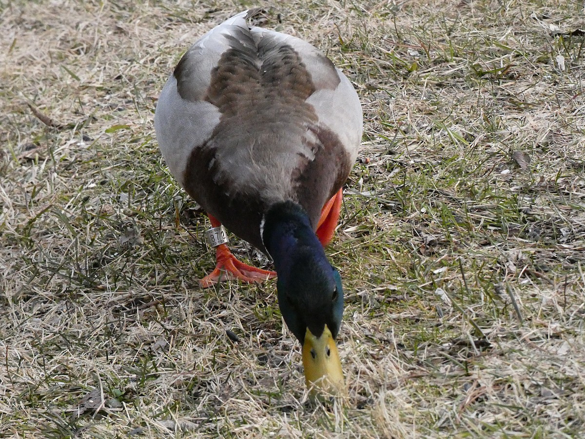 Mallard - Stefan Townsend