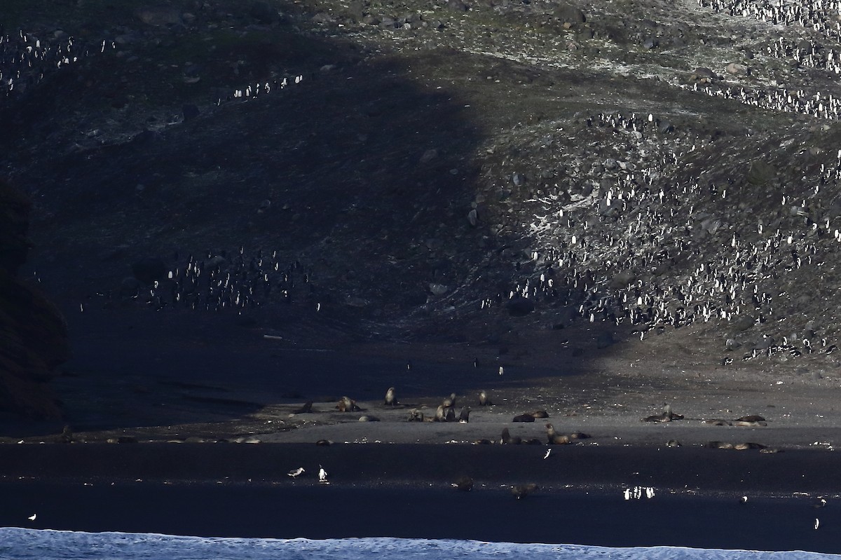 Chinstrap Penguin - ML551511671