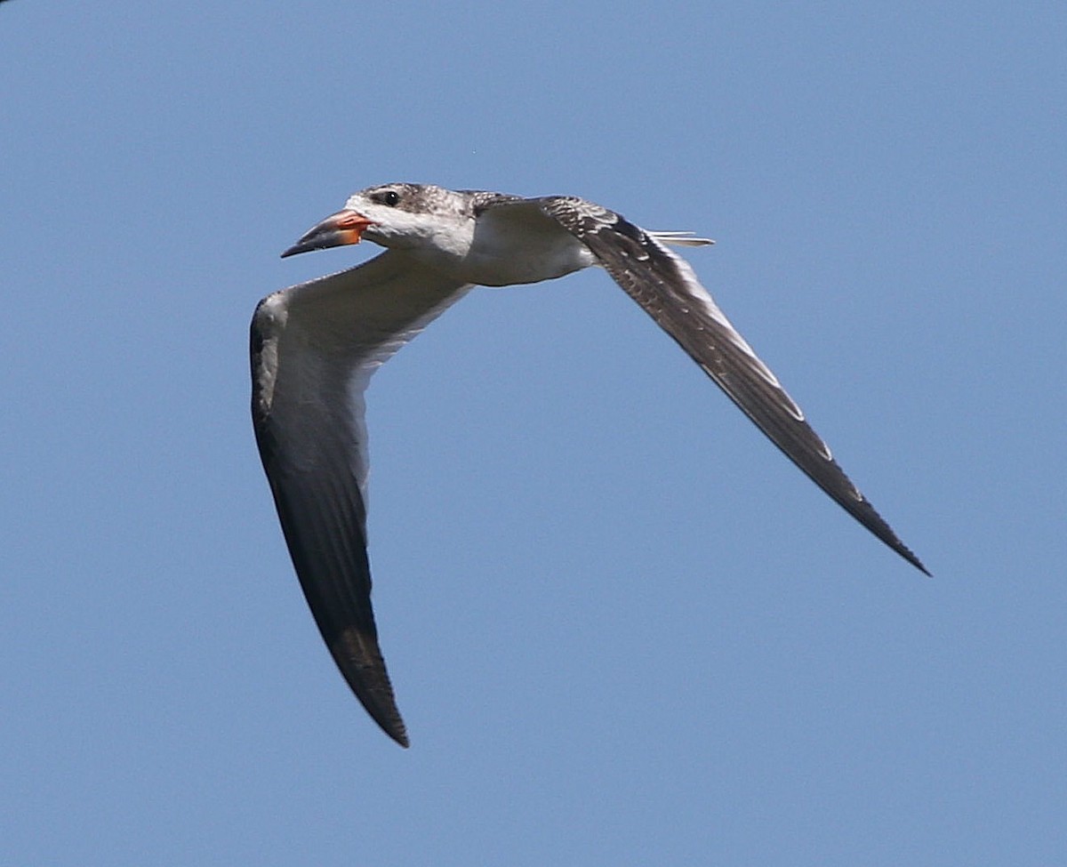 Black Skimmer - ML551511951