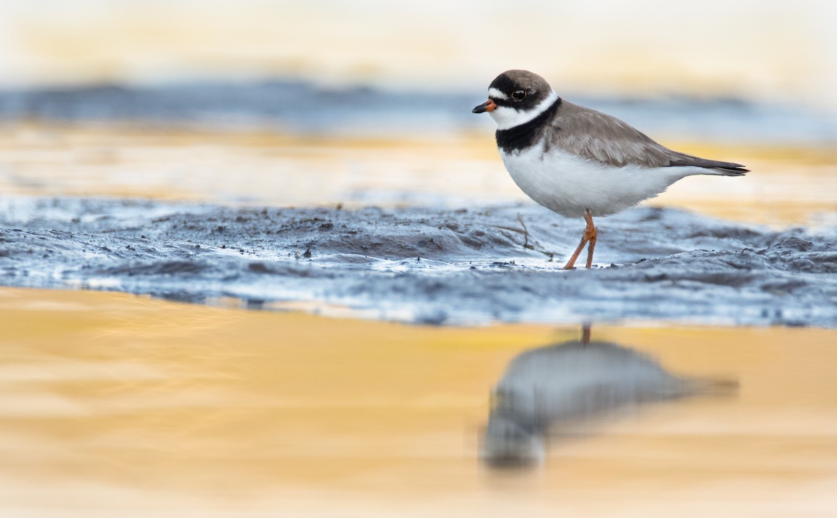 Semipalmated Plover - Levi Plummer