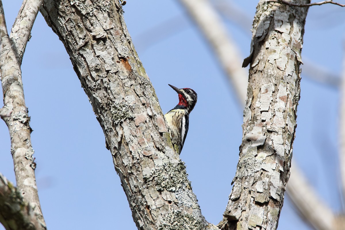 Yellow-bellied Sapsucker - ML551512881