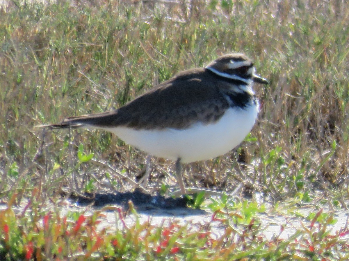 Killdeer - ML551514021