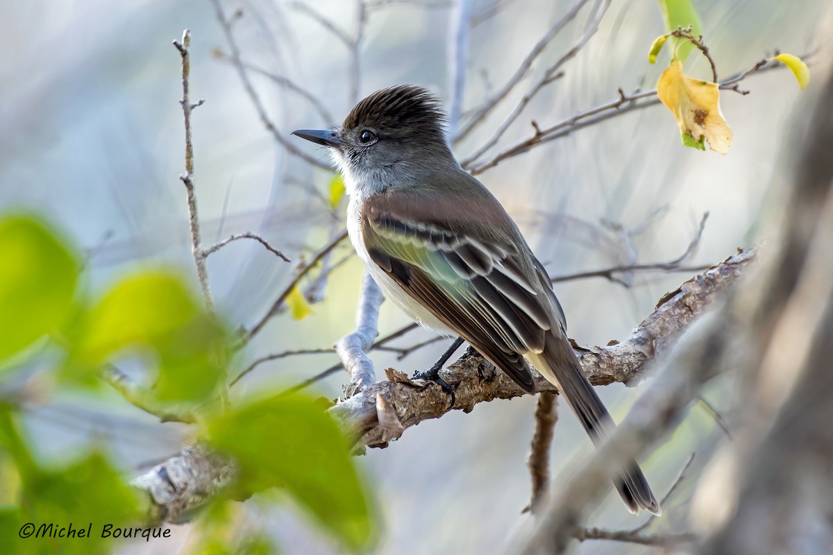 La Sagra's Flycatcher - Michel Bourque