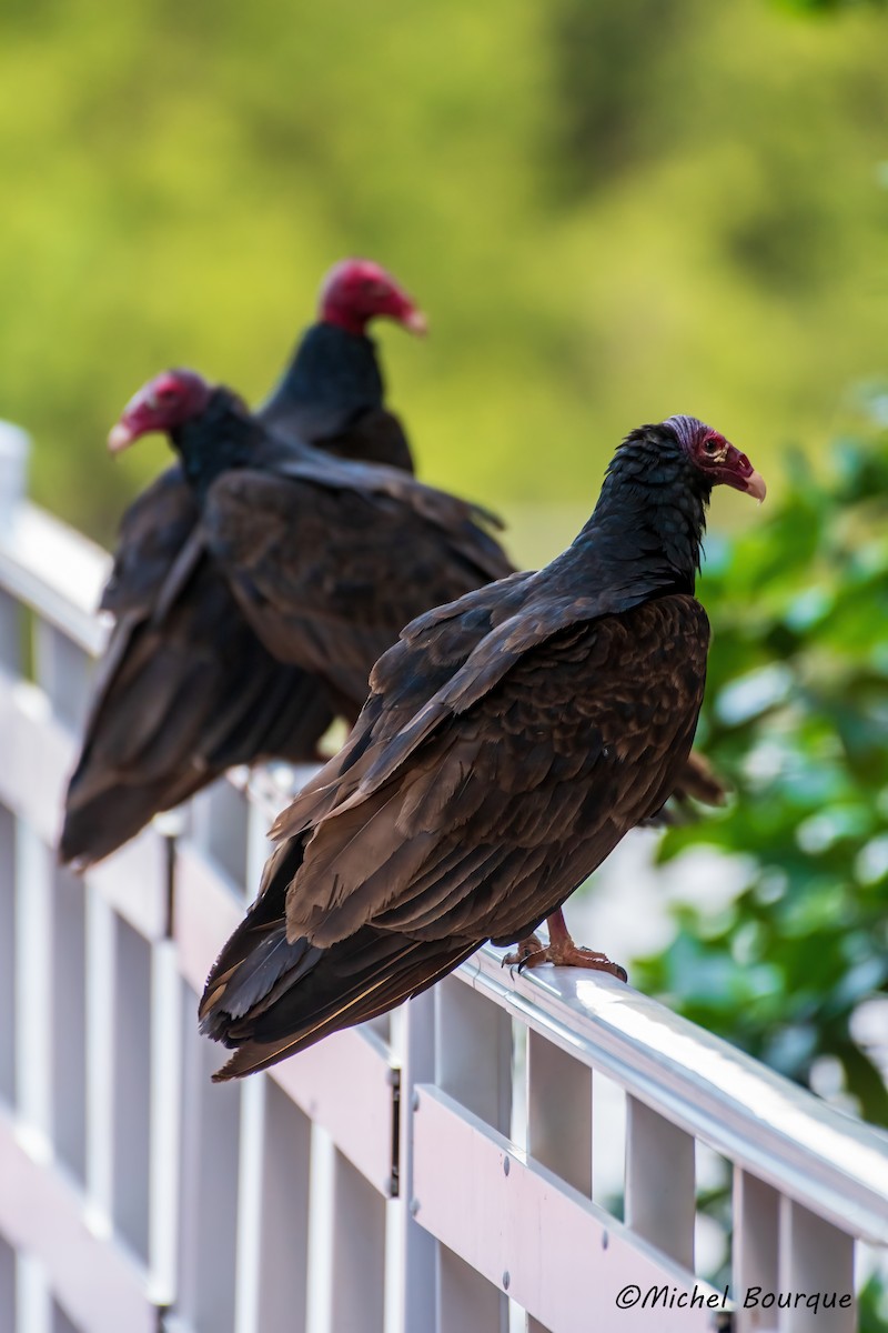 Turkey Vulture - ML551516241