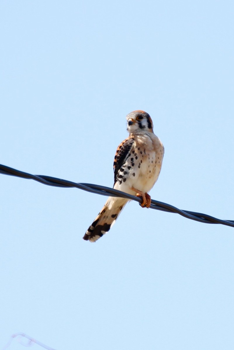 American Kestrel - ML551517071