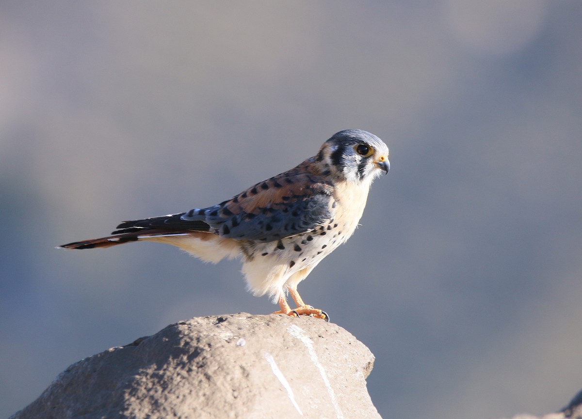 American Kestrel - Juan González Mejias