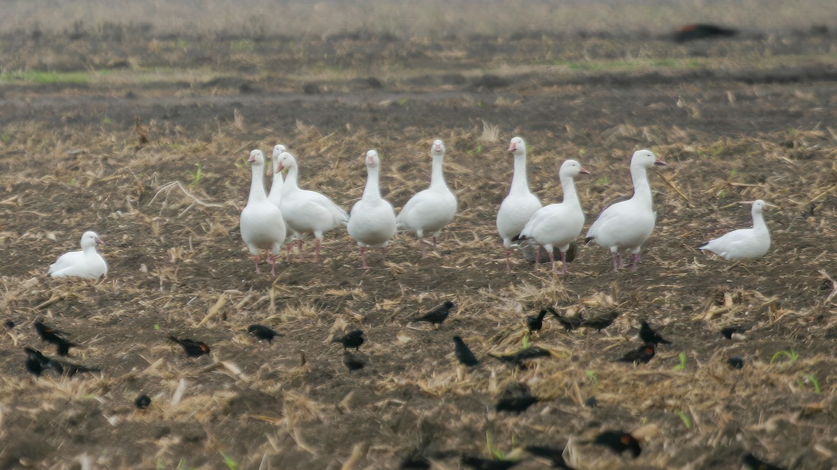 Snow Goose - ML551520551