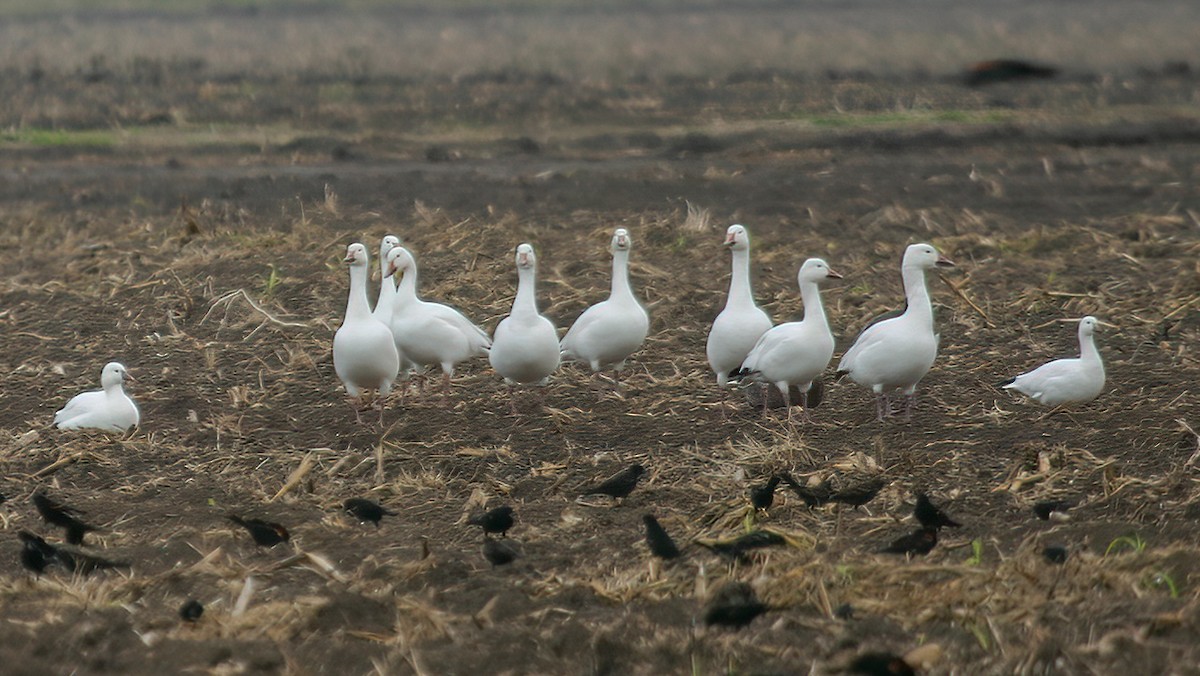 Snow Goose - Robert Tizard