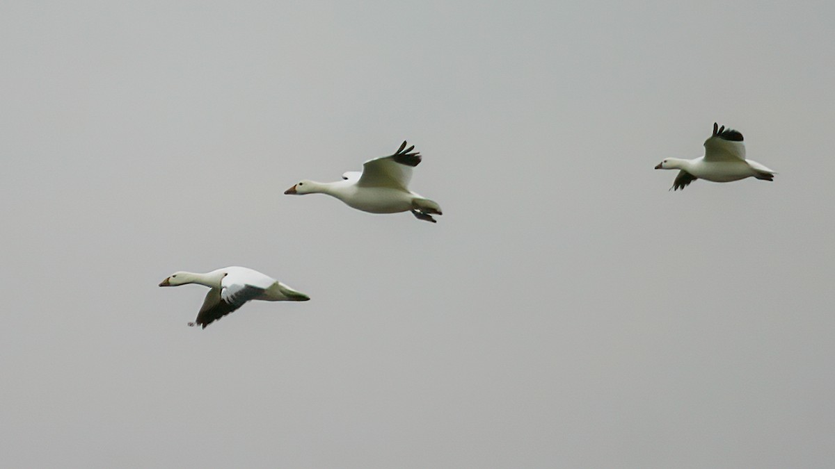 Ross's Goose - ML551520811