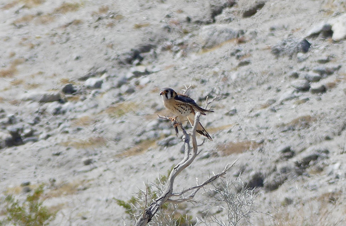 American Kestrel - ML551521241