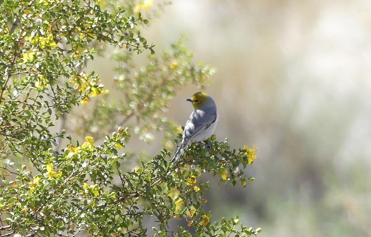 Verdin - Marcie Mason