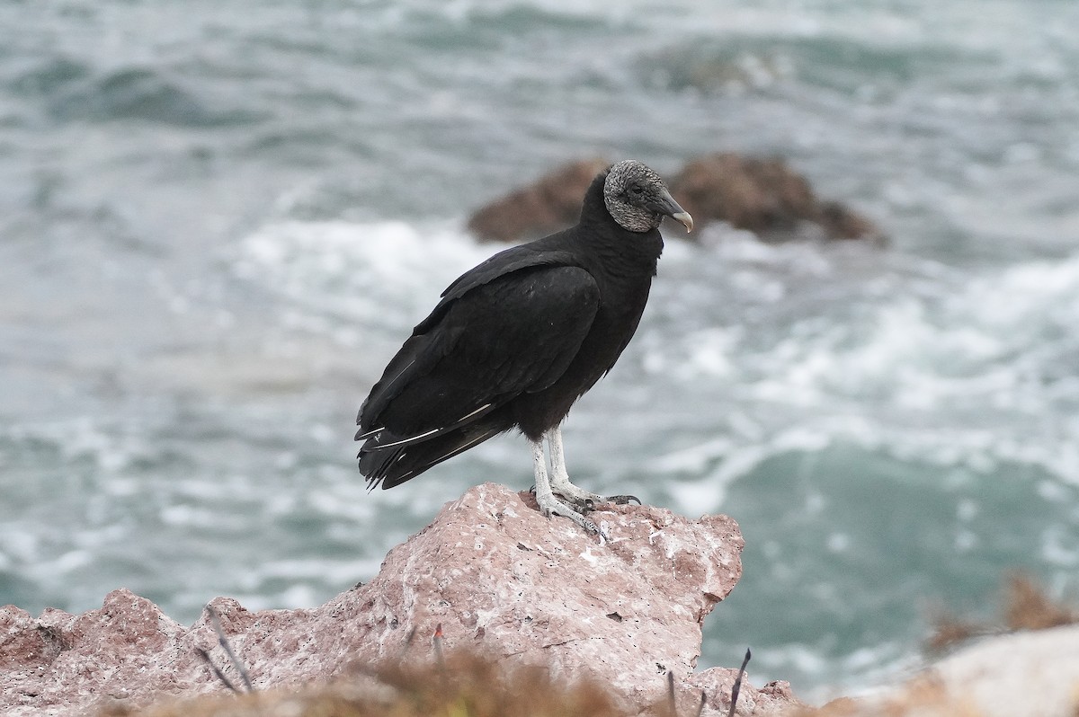 Black Vulture - ML551521771