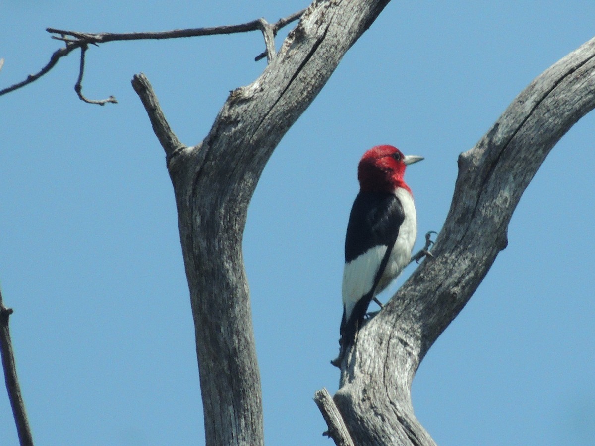 Red-headed Woodpecker - ML55152181