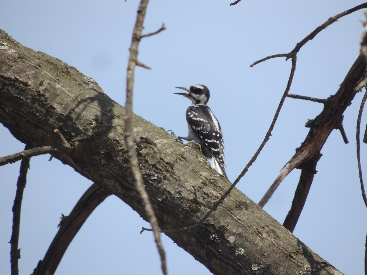 Hairy Woodpecker - ML55152191